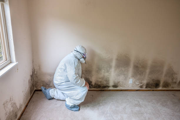 Best Mold Removal for HVAC Installations  in Hiram, GA